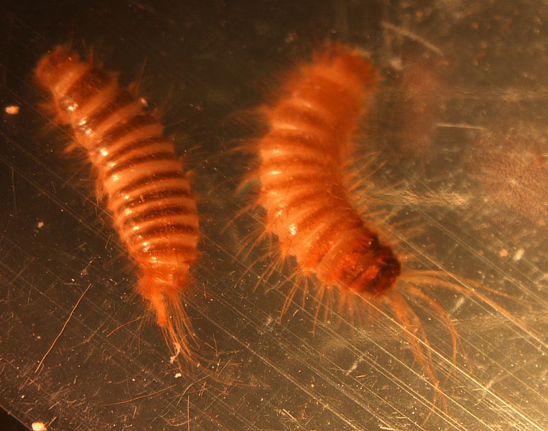 Recent Samples Diagnostician Extension Entomology Kansas State University